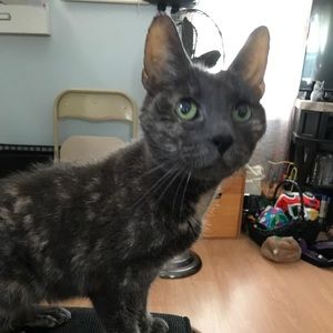 Meet your Posher, David